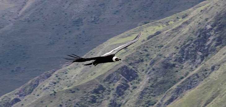 cañon del condor cusco