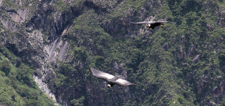 mirador del condor